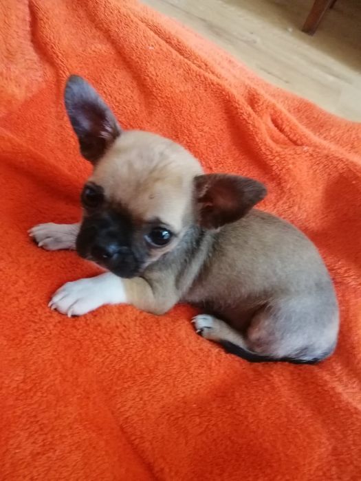 В'язка Чіхуа хуа