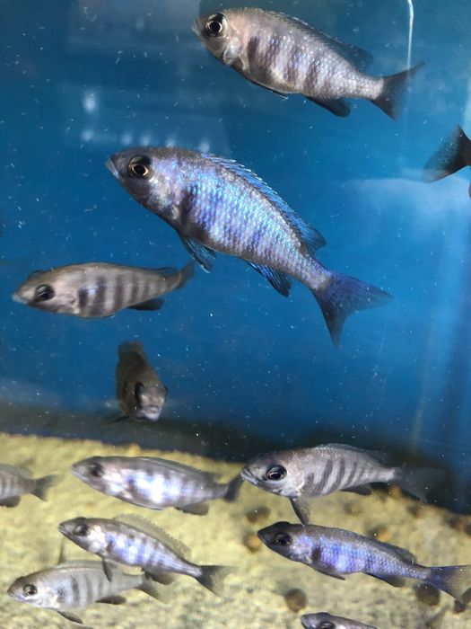 Placidochromis phenochilus Tanzania - Pyszczak Malawi