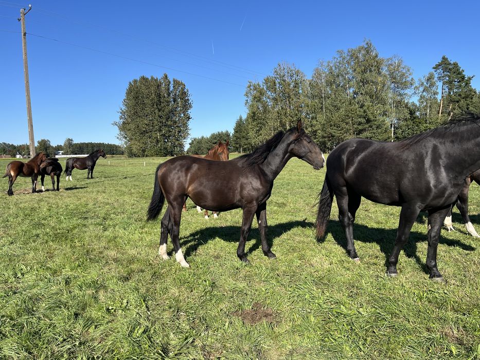 Klaczka śląska urodzona 2024