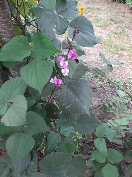 Доліхос(в'юнкий бузок), насіння.