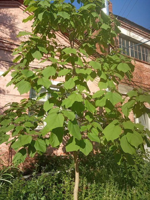 Семена  Катальпы. Роскошное , красивое дерево.