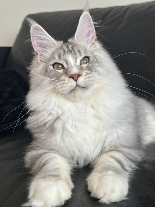 Kocurek Maine Coon - zarezerwowany