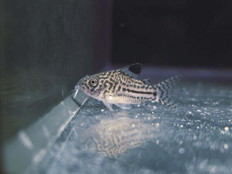 Kirysek juli/ kiryski nakrapiane/ corydoras julii