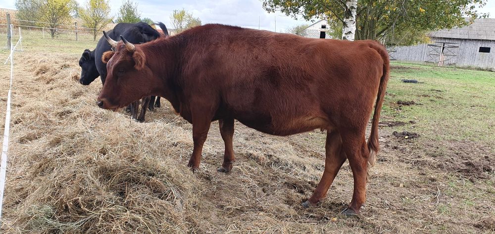 Bydło ekologiczne, krowy RP, jałówki, mieszańce