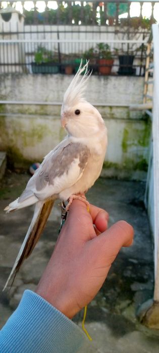 Catrruas criar na mão