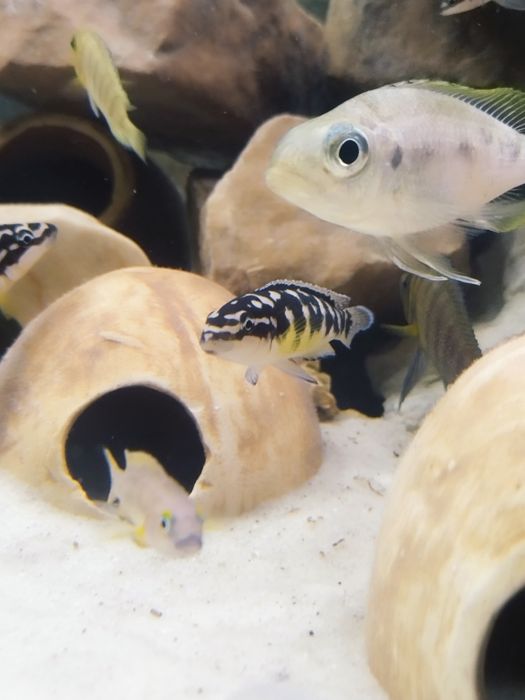 Julidochromis transcriptus kissi tanganika