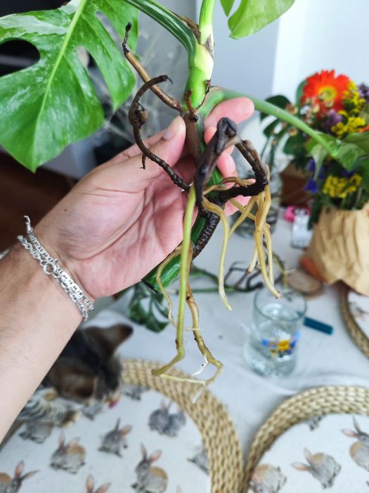Muda Monstera Variegata