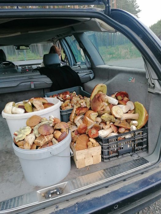 Prawdziwek podgrzybek