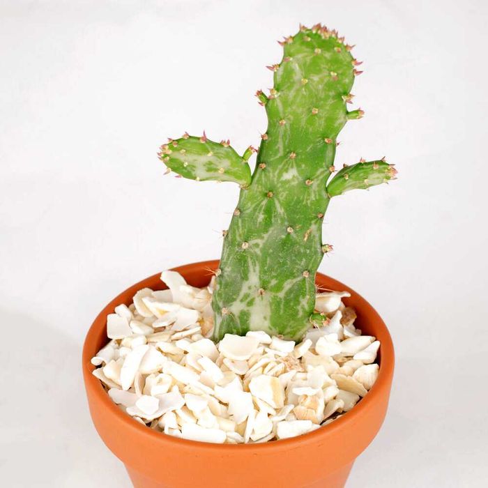 Suculenta Kalanchoe Aranto Mãe de Milhares Bryophyllum Daigremontianum