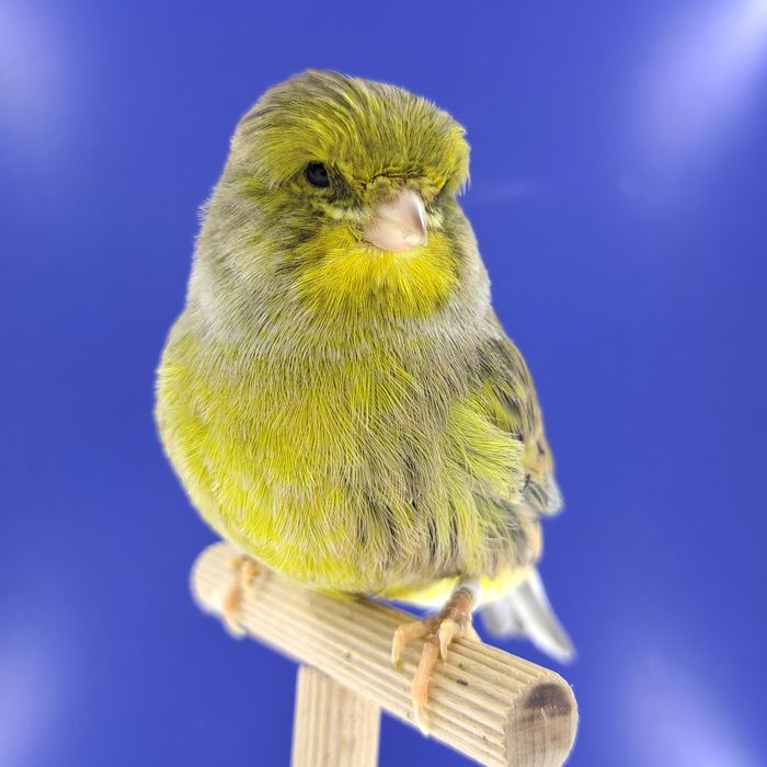 Kanarek, samczyk 14 - sprzedam, Wrocław