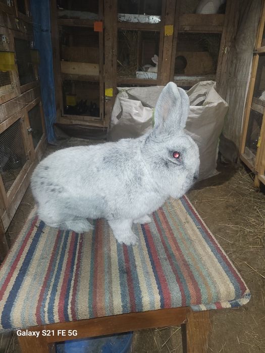 Samiec wielki jasno srebrzysty