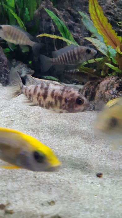 Młoda aulonocara Fire fish OB Blueberry Malawi ryby akwariowe