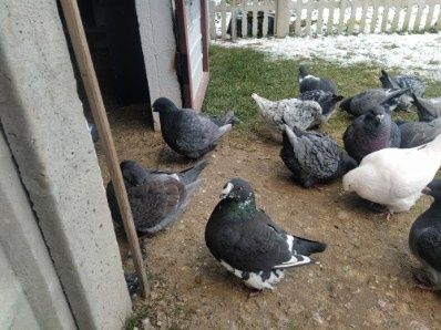 Sprzedam gołebie rasy  Giant Homer stare i młode