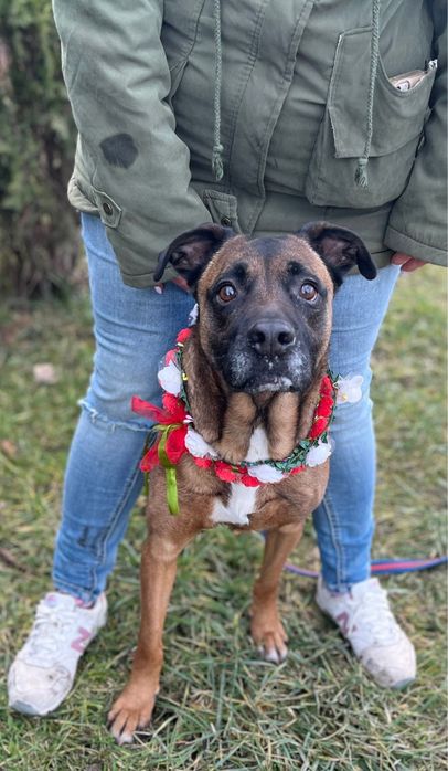 Puma w typie boksera prosi o dom! Idealna sunia.