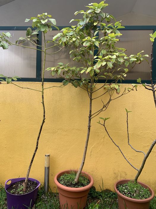 Arvores frutas em vaso