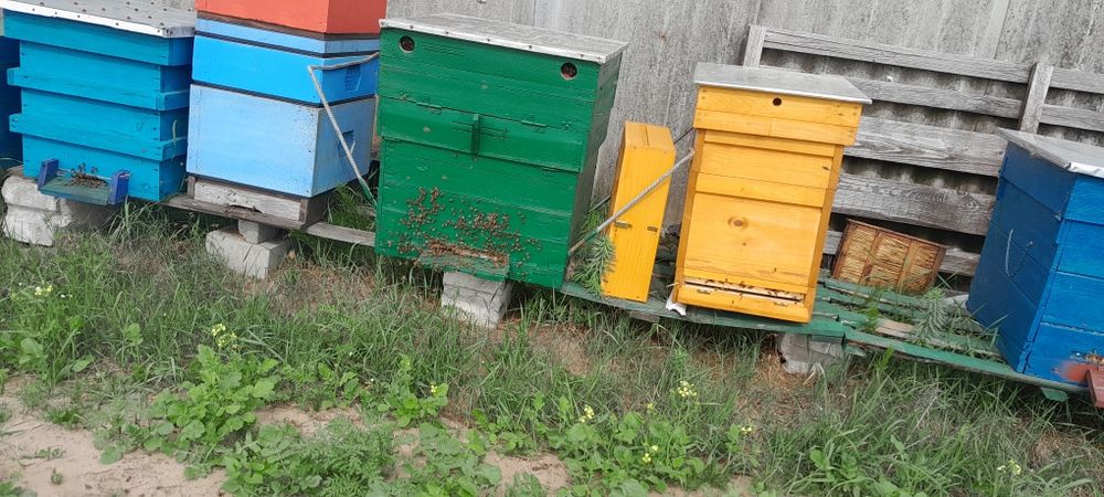 Pszczoły, ule, Rodziny pszczele i ule