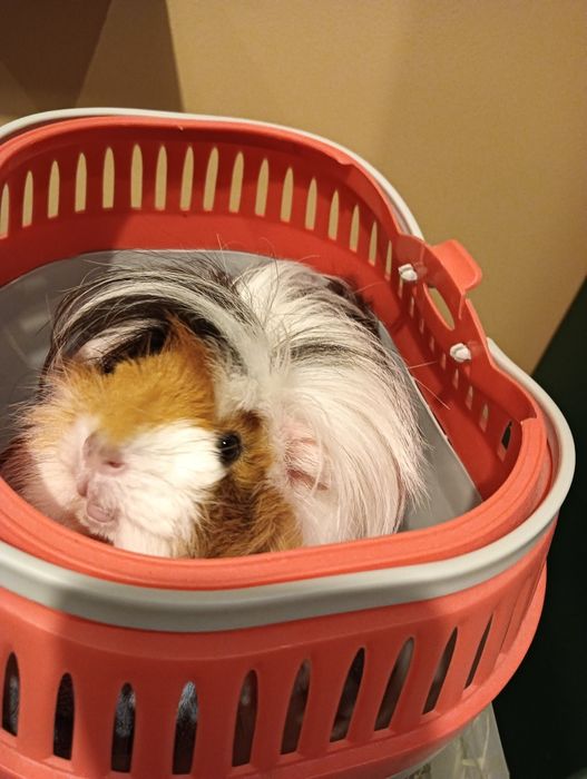 Świnka morska dlugowlosa