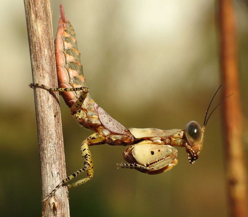 Tarachodula pantherina MODLISZKA PANTERA