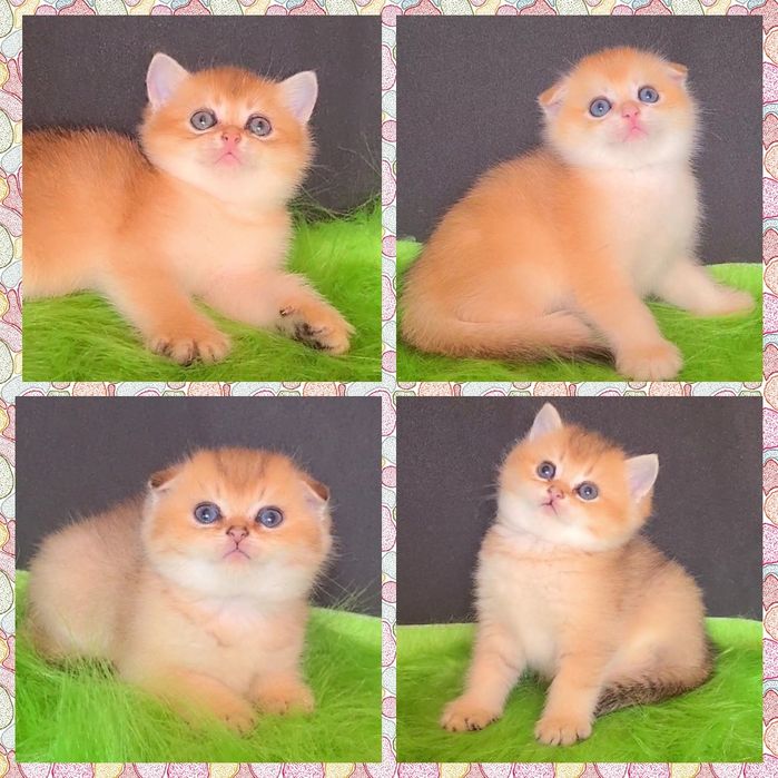 Вісловухі Прямовухі кошенята золота шиншила