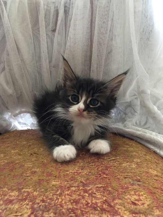 Продам Мейн Кун огромных котят