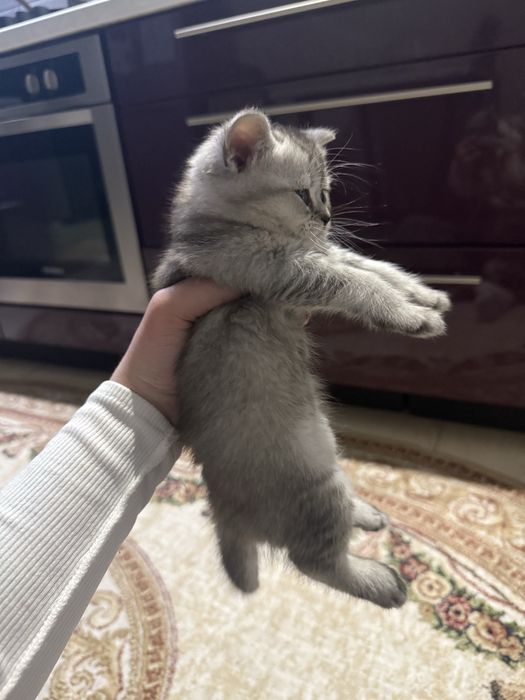 кошенята шотландці