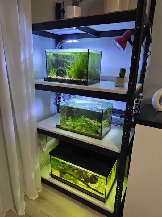 Zestaw 3x akwarium 25l 54l likwidacja hodowli