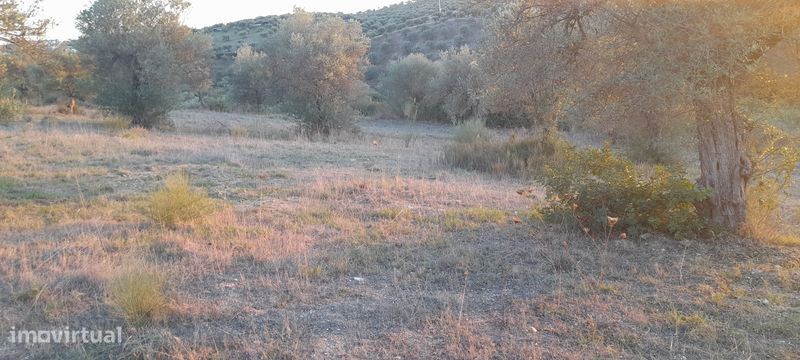Vende-se olival 2.5ha