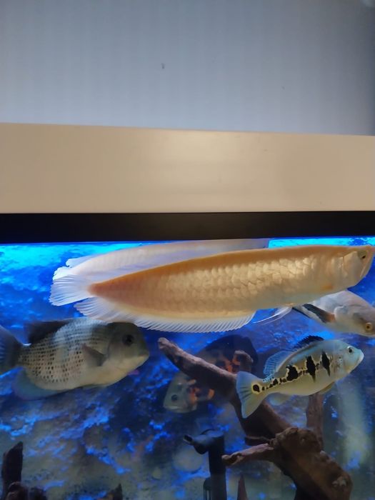 Arowana albino.