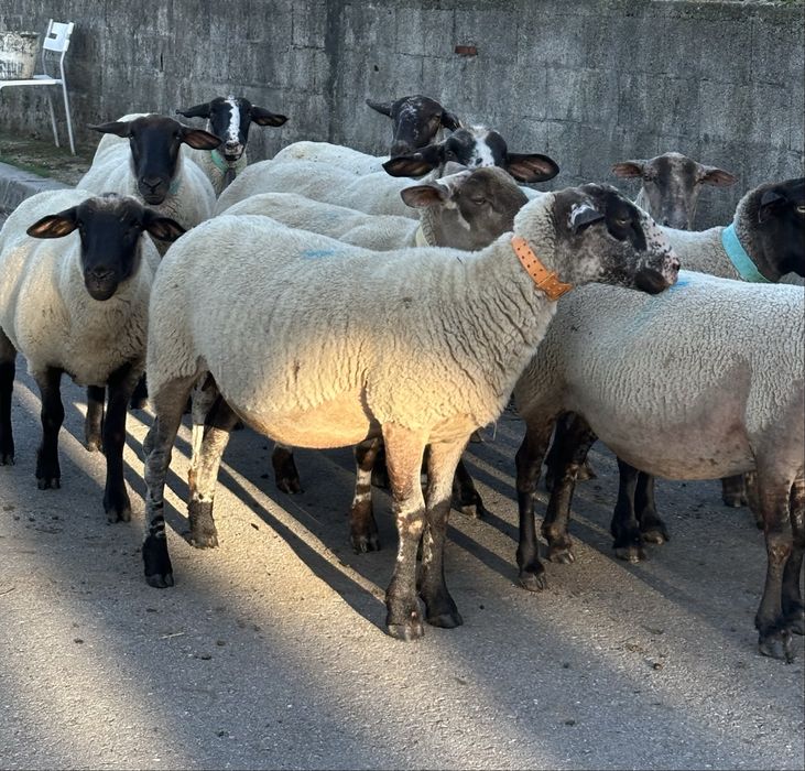 Ovelhas suffolk prenhas