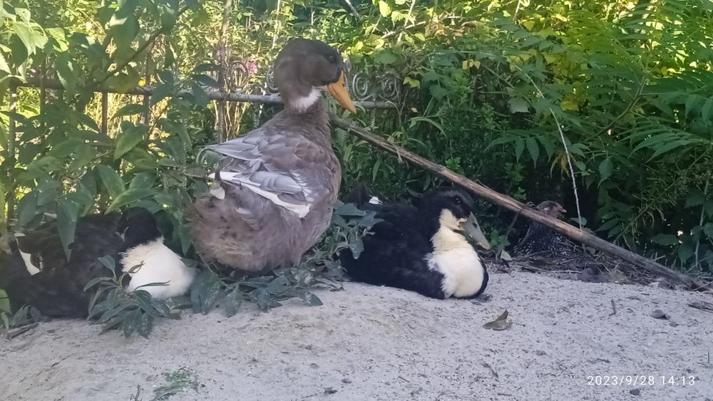 Продам Качки мулард