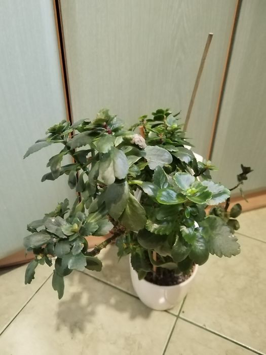 Sprzedam duży kwiat kalanchoe.