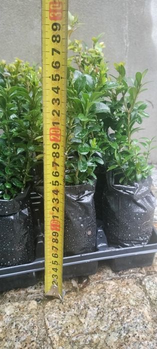 Buxo comum para sebe, e moldar