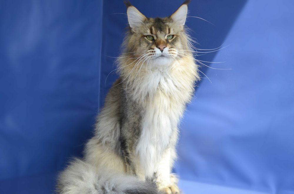 Мальчик Romeo .Мейн кун.