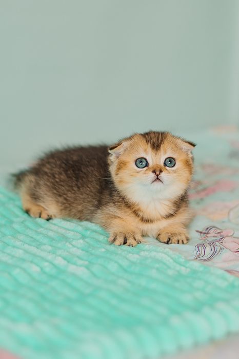 Шотландские котята