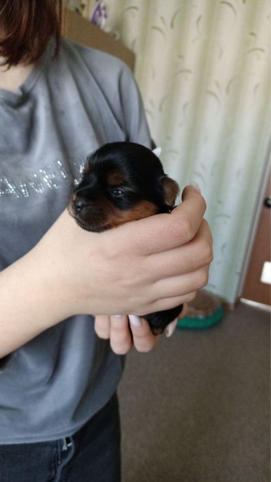 Щенки Йорка. Бронь