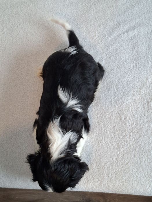 Cavalier słodka sunia