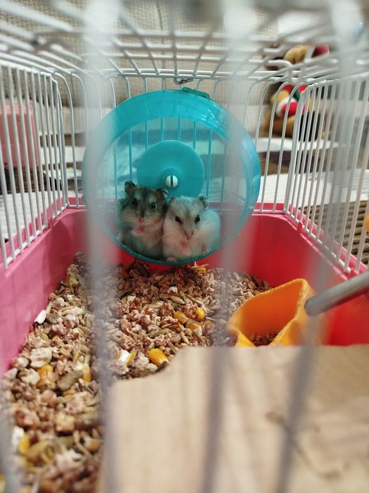 Хомячки джонгарики