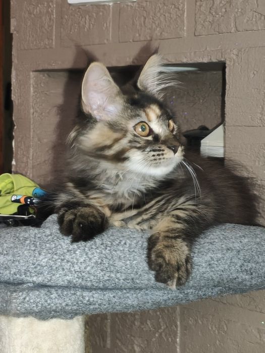 Dziewczynka Maine Coon