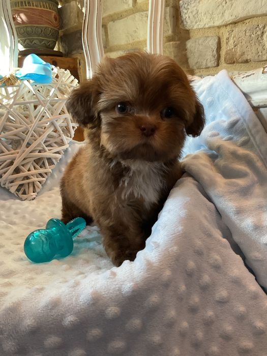 Shih tzu Salonowy Piesek