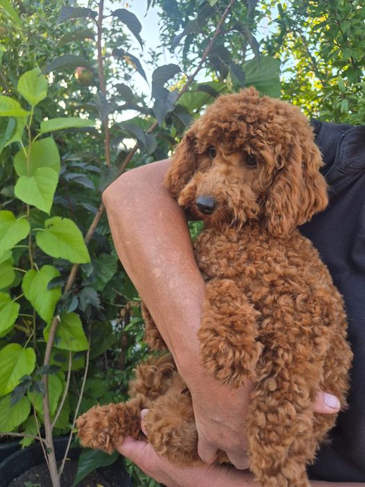 Caniche Red Braun