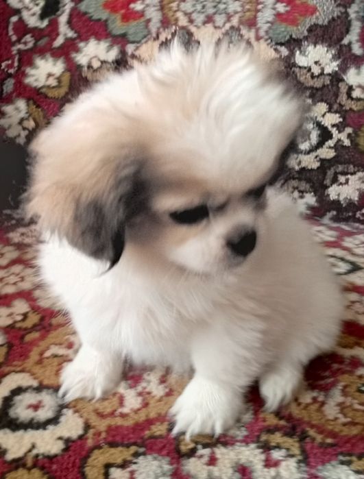 Продам пекінесів