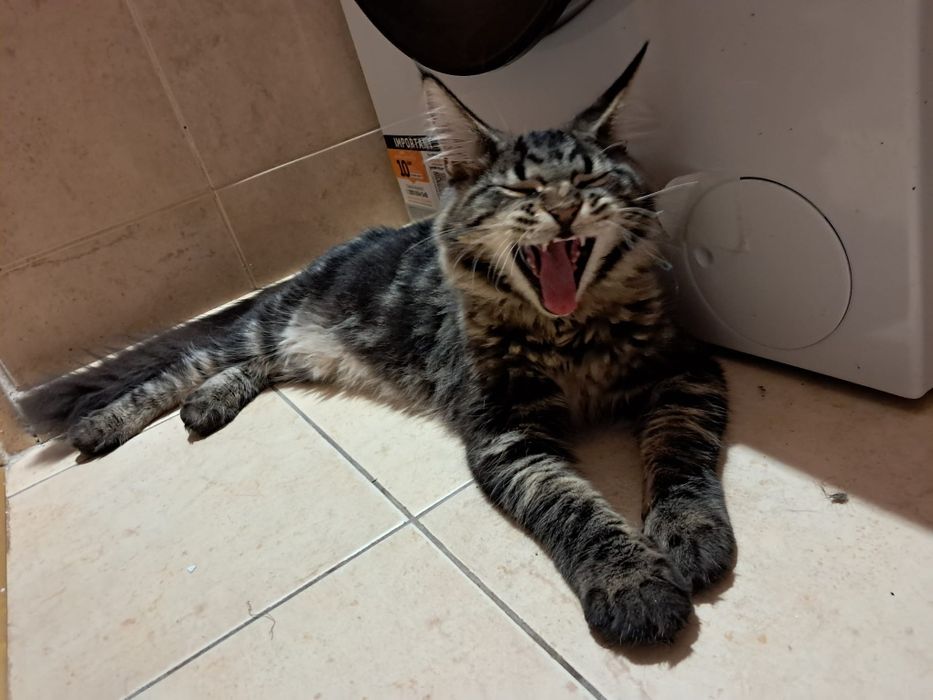 Maine Coon piękny kocurek