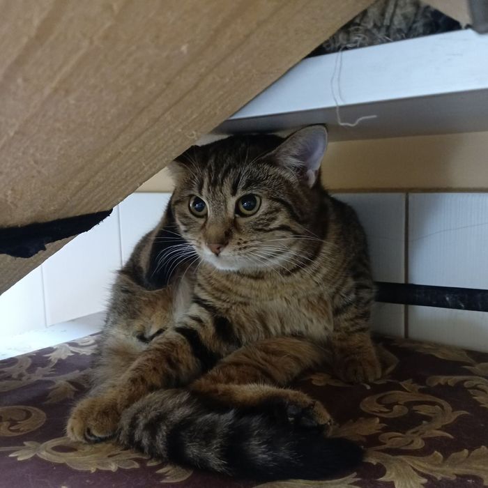 Пристраиваем в добрые руки