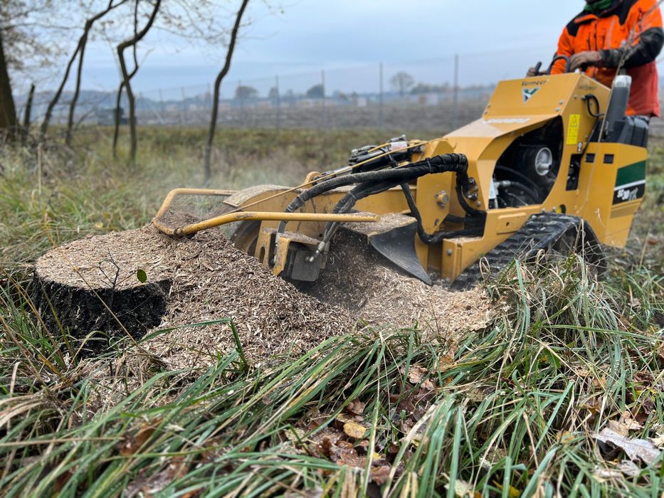 Wycinka i pielęgnacja drzew Katowice i okolice