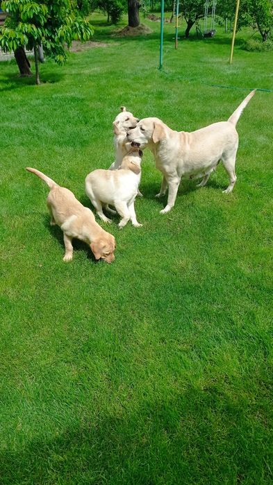 Лабрадори з документами