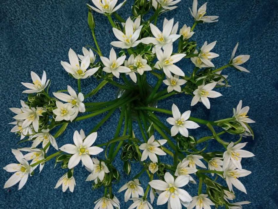 Луковичные комнатные(Зефирантес)