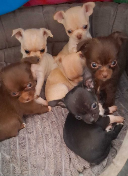 Kolorowe Chihuahua- krótkowłose oraz długowłose