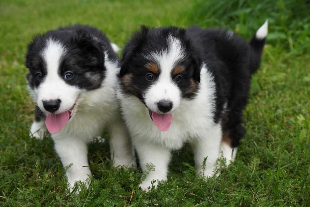 Border Collie piesek trikolor