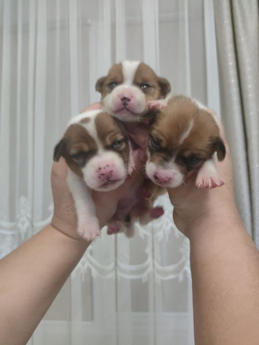 Пес патрон Джек Рассел