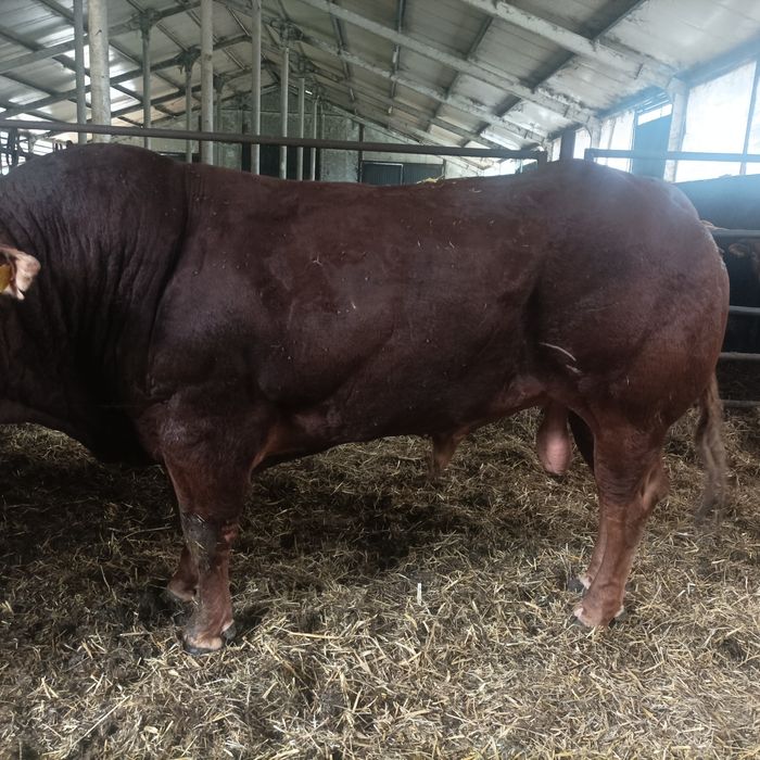 Sprzedam Hodowlane Byki Limousine